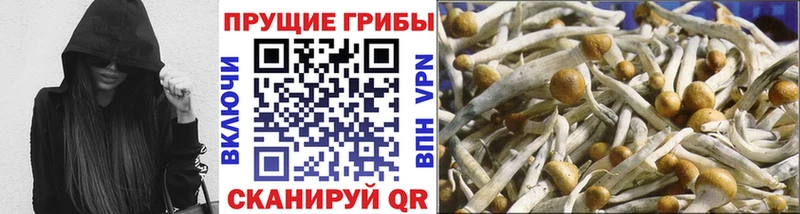 Псилоцибиновые грибы Psilocybine cubensis Буйнакск